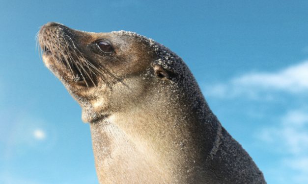 Disney Reveals Official Trailer for Sea Lions of the Galapagos