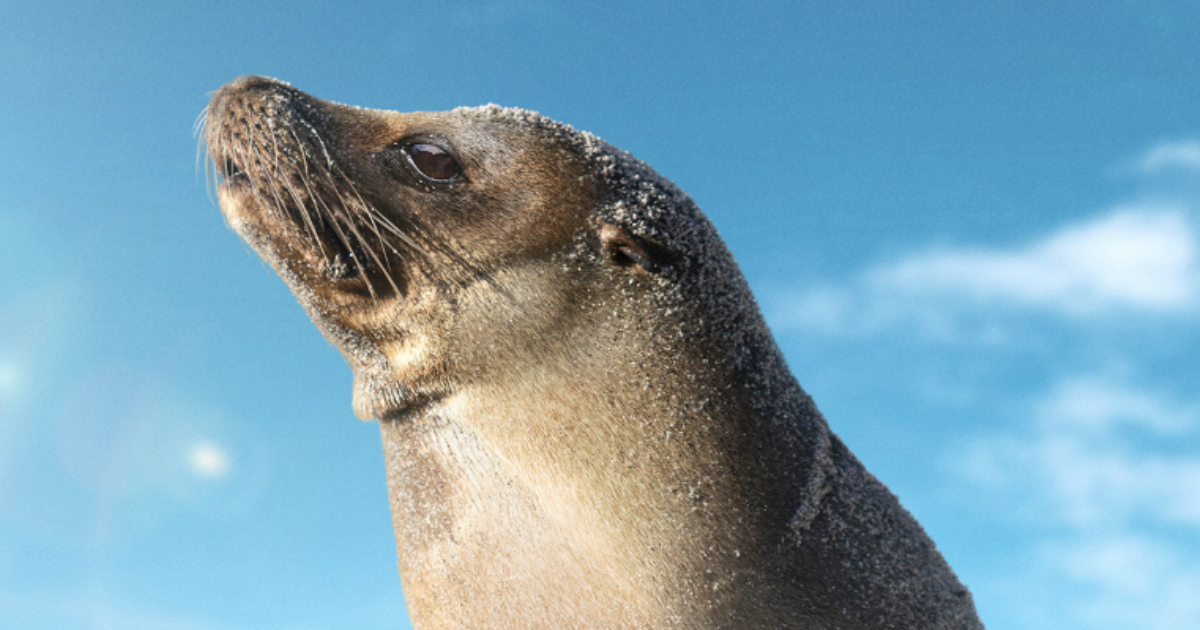 Disney Reveals Official Trailer for Sea Lions of the Galapagos