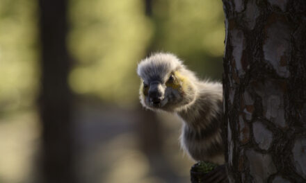 ‘The Dinosaurs’ Soon Returning From Extinction On Netflix