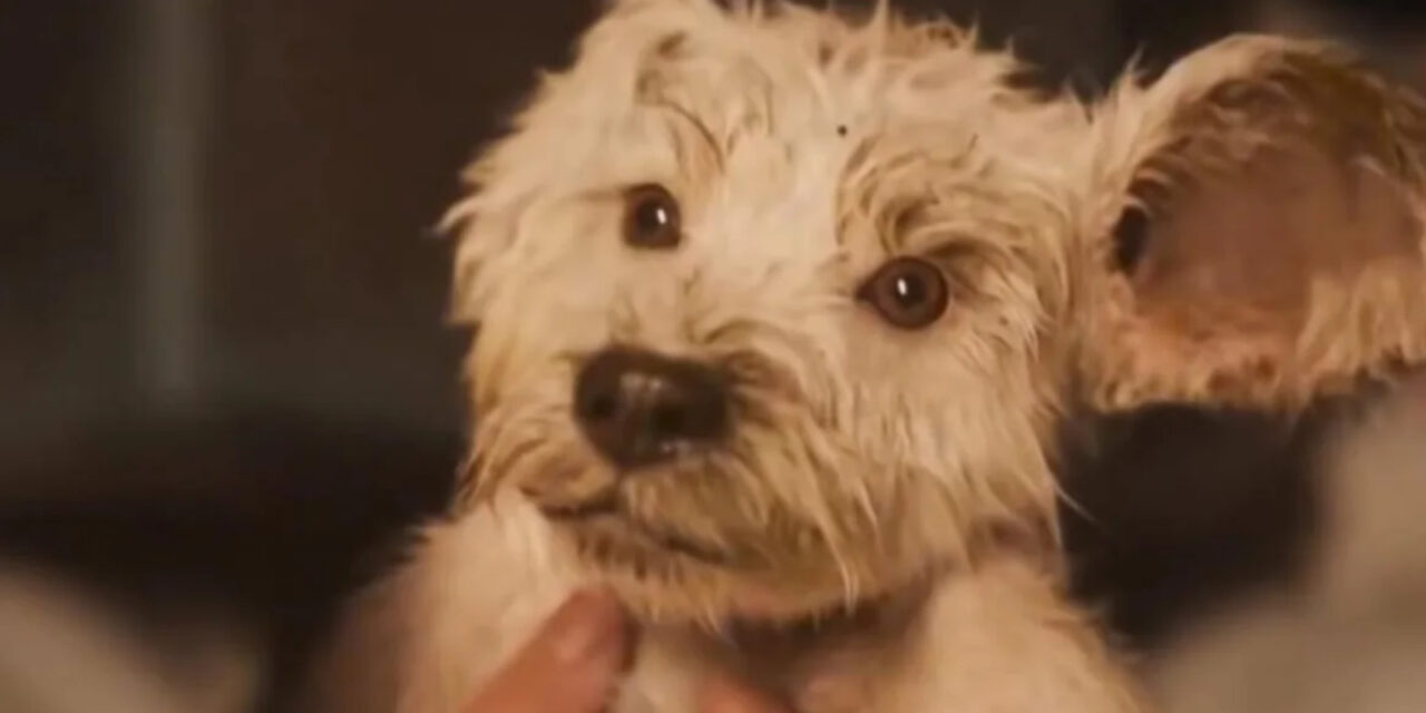 ‘Supergirl’ Brings Baby Krypto on New Adventure in Puppy Bowl Trailer