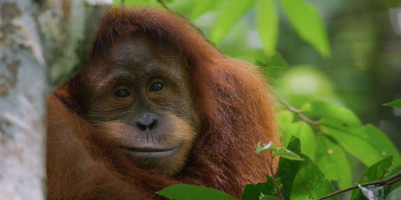 Disney & National Geographic ‘Step Into Wonder’ for Earth Month