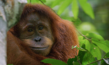 Disney & National Geographic ‘Step Into Wonder’ for Earth Month